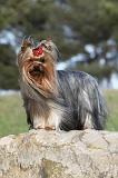 YORKSHIRE TERRIER 383